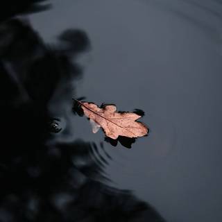 漂う
