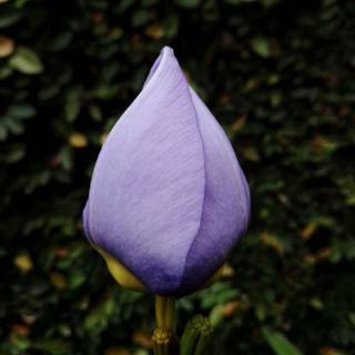 蕾