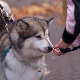 遣る
