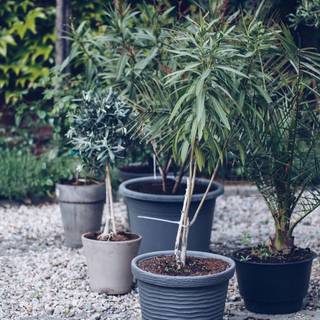植木