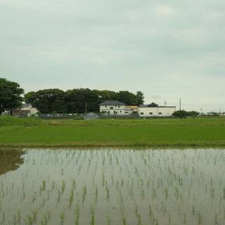 田ぼ