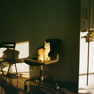 居る